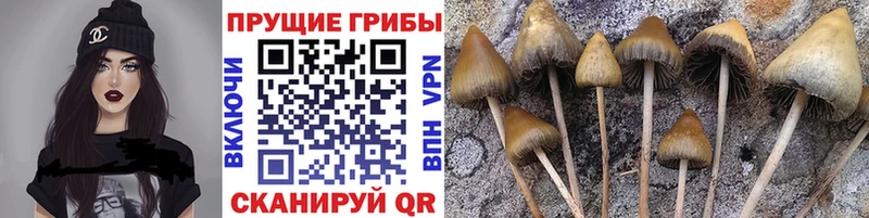 Купить  Братск  Псилоцибиновые грибы ЛСД 